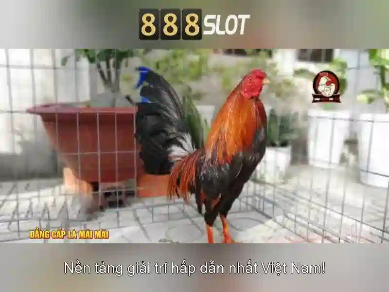 Giới thiệu về 888slot